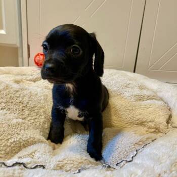 Ferrero Roche -  Mixed Breed Dog for Adoption in Wappingers Falls, New York - Ferrero Roche | PetCurious