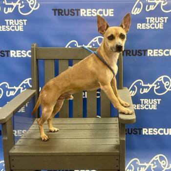 LINDSOR -  Terrier and Mixed Breed Dog for Adoption in Waterford, New Jersey - LINDSOR | PetCurious