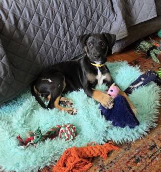 Labrador Retriever and Australian Shepherd Dogs Available for Adoption in New York, New York - Mateo (in Rhode Island) Meet And Greet | PetCurious