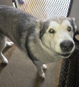 Husky Dogs Available for Adoption - Miya | PetCurious