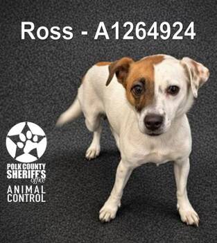 Parson Russell Terrier and Mixed Breed Dogs Available for Adoption in Winter Haven, Florida - ROSS | PetCurious