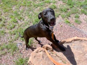 Mixed Breed Dogs Available for Adoption - CANELO | PetCurious