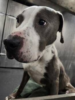 American Staffordshire Terrier Dogs Available for Adoption in San Antonio, Texas - TOONANI | PetCurious