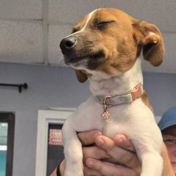 Spaz -  Jack Russell Terrier Dog for Adoption in Lake Jackson, Texas - Spaz | PetCurious
