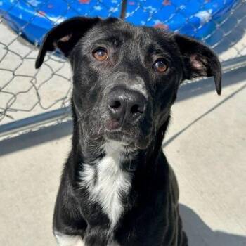 Catahoula Leopard Dog Dogs Available for Adoption in Matteson, Illinois - Willie | PetCurious