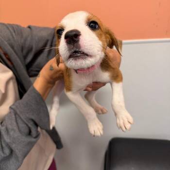 Pit Bull Terrier Dogs Available for Adoption in Austin, Texas - Porsche | PetCurious