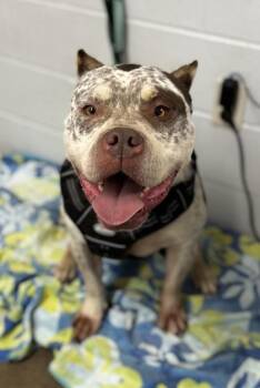 Fox Terrier and Mixed Breed Dogs Available for Adoption in Fort Worth, Texas - Duchess | PetCurious