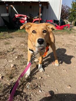 Yara -  Mixed Breed Dog for Adoption in Fort Collins, Colorado - Yara | PetCurious