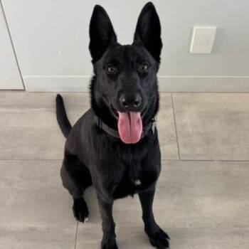 German Shepherd Dog and Mixed Breed Dogs Available for Adoption - MIDNIGHT | PetCurious