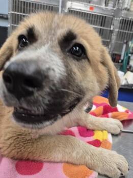 German Shepherd Dog and Great Pyrenees Dogs Available for Adoption in Lawrenceville, Georgia - Pen 217 Kimmy | PetCurious
