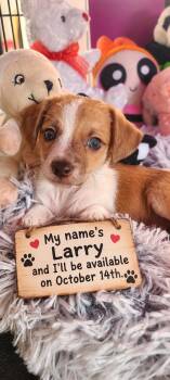 Larry -  Chihuahua and Terrier Dog for Adoption in Murphys, California - Larry | PetCurious