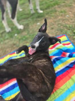 Australian Cattle Dog Blue Heeler and Shepherd Dogs Available for Adoption in Saugus, Massachusetts - Josie | PetCurious