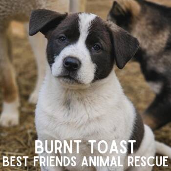 Burnt Toast -  Husky Dog for Adoption in Wasilla, Alaska - Burnt Toast | PetCurious
