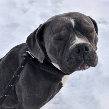 Mixed Breed Dogs Available for Adoption in Philadelphia, Pennsylvania - Lulu | PetCurious