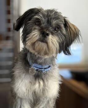 Pepsi -  Shih Tzu and Miniature Poodle Dog for Adoption - Pepsi | PetCurious