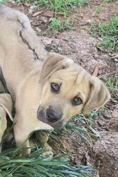 Rex -  Black Mouth Cur Dog for Adoption in Winter Park, Colorado - Rex | PetCurious