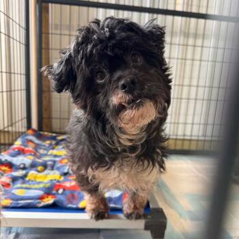 Mixed Breed Dogs Available for Adoption in Buffalo, Minnesota - Pepper | PetCurious