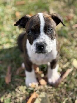 Rescue Pit Bull Terrier Dogs for Adoption in Greensboro, North Carolina - Brooklyn | PetCurious