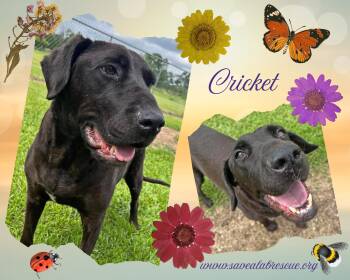 Labrador Retriever and Black Labrador Retriever Dogs Available for Adoption in Middletown, Rhode Island - Cricket | PetCurious