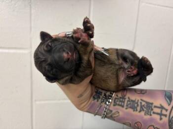 A597007 -  German Shepherd Dog Dog for Adoption in San Bernardino, California - A597007 | PetCurious