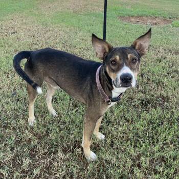 Rescue Cattle Dog and Basenji Dogs for Adoption in Harlingen, Texas - Starbucks | PetCurious