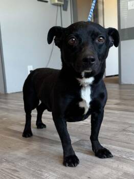 Colin -  Dachshund and Black Labrador Retriever Dog for Adoption in Fort Collins, Colorado - Colin | PetCurious