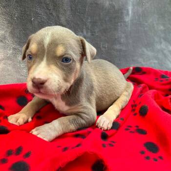 Miss Liberty Bellyflops -  Mixed Breed Dog for Adoption in Pulaski, Tennessee - Miss Liberty Bellyflops | PetCurious