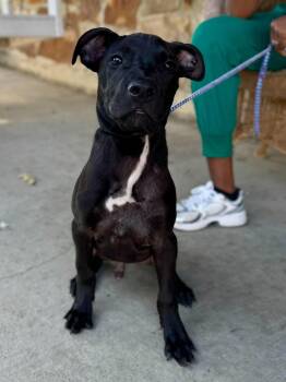 Baron Von Bark -  Pit Bull Terrier Dog for Adoption in Germantown, Ohio - Baron Von Bark | PetCurious