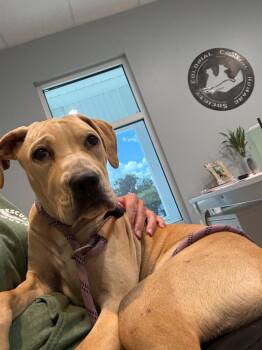 Dolly -  Mixed Breed Dog for Adoption in New Bern, North Carolina - Dolly | PetCurious