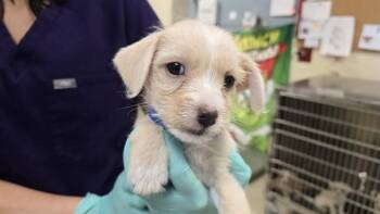 Terrier Dogs Available for Adoption - SOKKA | PetCurious