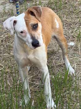 26-250 Arwen -  Pit Bull Terrier Dog Available for Adoption in Tarboro, North Carolina - 26-250 Arwen | PetCurious