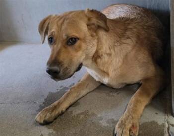 CAPTAIN -  German Shepherd Dog Dog for Adoption in San Bernardino, California - CAPTAIN | PetCurious