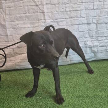 Rescue Mixed Breed Dogs for Adoption in Lake Panasoffkee, Florida - Serge | PetCurious