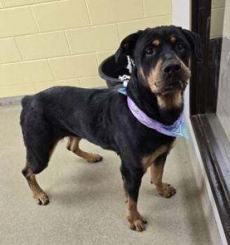 Rottweiler Dogs Available for Adoption - Onyx | PetCurious