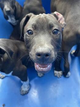 Mixed Breed Dogs Available for Adoption in Dallas, Texas - ELLIOT | PetCurious