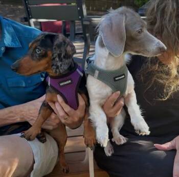 Pizza & Pretzel (COMING SOON) -  Miniature Dachshund Dog for Adoption in Portland, Oregon - Pizza & Pretzel (COMING SOON) | PetCurious