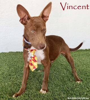 Vincent -  Australian Kelpie and Chihuahua Dog for Adoption in San Diego, California - Vincent | PetCurious