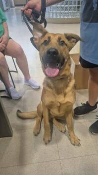 APOLLO -  German Shepherd Dog and Labrador Retriever Dog for Adoption - APOLLO | PetCurious