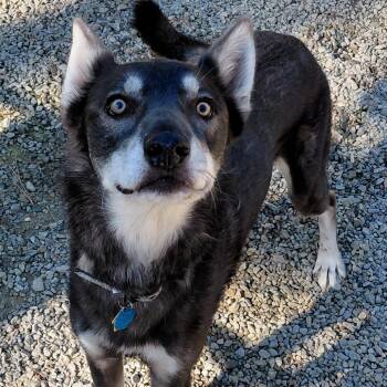 Grey -  Husky and Greyhound Dog for Adoption in Libby, Montana - Grey | PetCurious