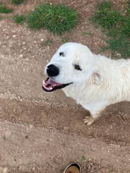 Rescue Great Pyrenees Dogs for Adoption in Anton, Texas - Yeti | PetCurious