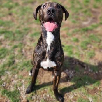 Plott Hound Dogs Available for Adoption in Fort Wayne, Indiana - Jackal | PetCurious