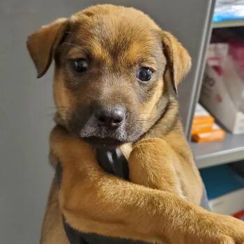 Rescue Black Mouth Cur Dogs for Adoption in Hattiesburg, Mississippi - Lucia | PetCurious