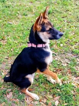 German Shepherd Dog and Beagle Dogs Available for Adoption in Fort Myers, Florida - Cindy Lou | PetCurious