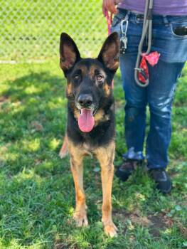Slim -  German Shepherd Dog Dog for Adoption in San Rafael, California - Slim | PetCurious