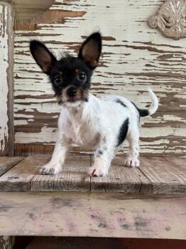 Clarice -  Rat Terrier Dog for Adoption in Carrollton, Texas - Clarice | PetCurious