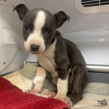 Lilo -  Shepherd and Terrier Dog for Adoption in Washington, District Of Columbia - Lilo | PetCurious