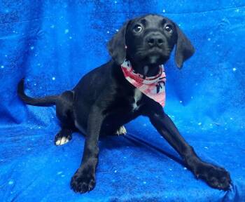 Hound and Labrador Retriever Dogs Available for Adoption - 260304  Violet Vanderfeller | PetCurious