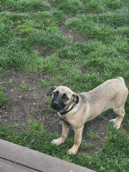 German Shepherd Dog Dogs Available for Adoption in Holbrook, New York - IZZY | PetCurious