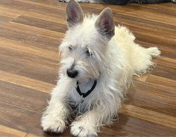Buddy -  West Highland White Terrier Westie Dog for Adoption - Buddy | PetCurious