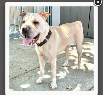 Rescue Shar Pei Dogs for Adoption in Lake Forest, California - Camilla (aka Cami) | PetCurious